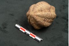 Foto (Seitenansicht) von Plantae indet.  (NHMW-GEO-2024-0188-11572)